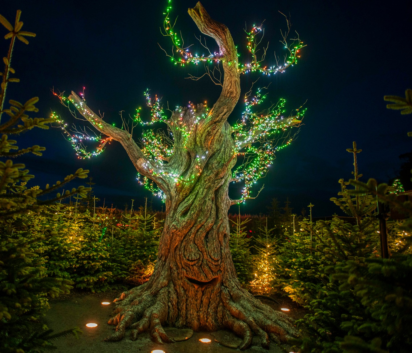 Review of Christmas at Lilidorei and the Winter Light Trail at The